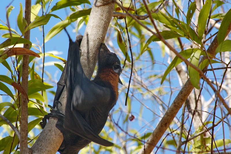 2009-11-06 22-01-19_1.jpg - ein Flughund!